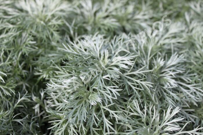 Pelyněk Schmidtův 'Nana' - Artemisia schmidtiana 'Nana'