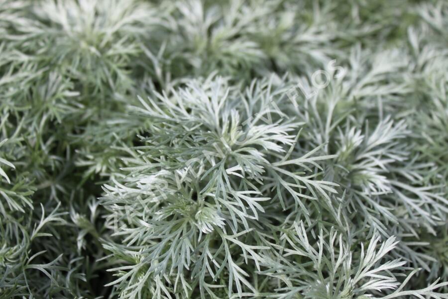 Pelyněk Schmidtův 'Nana' - Artemisia schmidtiana 'Nana'