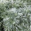 Pelyněk Schmidtův 'Nana' - Artemisia schmidtiana 'Nana'