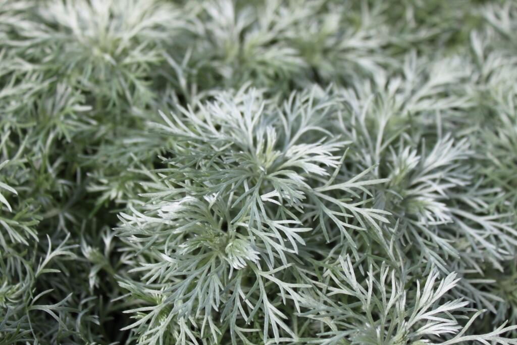 Pelyněk Schmidtův 'Nana' - Artemisia schmidtiana 'Nana'