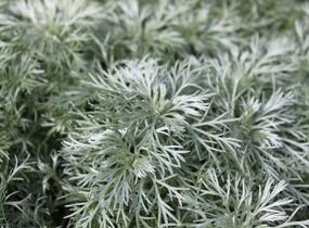 Pelyněk Schmidtův 'Nana' - Artemisia schmidtiana 'Nana'