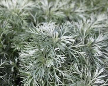 Pelyněk Schmidtův 'Nana'