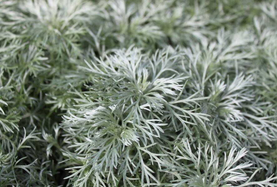 Pelyněk Schmidtův 'Nana' - Artemisia schmidtiana 'Nana'