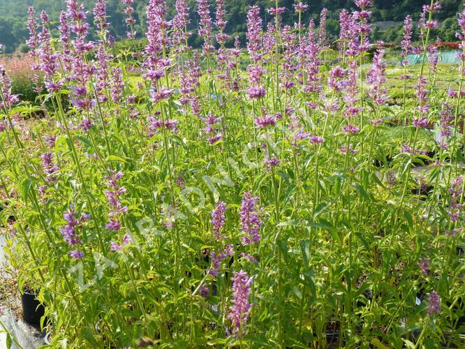 Agastache mexická - Agastache mexicana