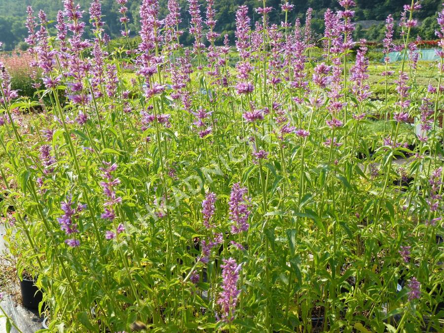 Agastache mexická - Agastache mexicana