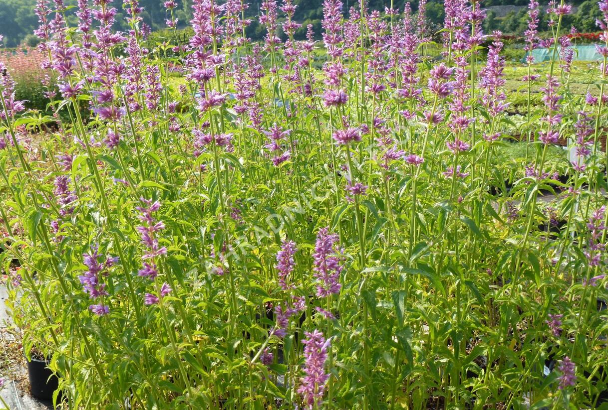 Agastache mexická - Agastache mexicana