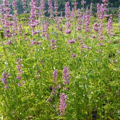 Agastache mexická - Agastache mexicana