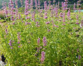 Agastache mexická