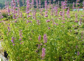 Agastache mexická - Agastache mexicana