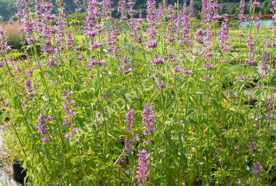 Agastache mexická - Agastache mexicana