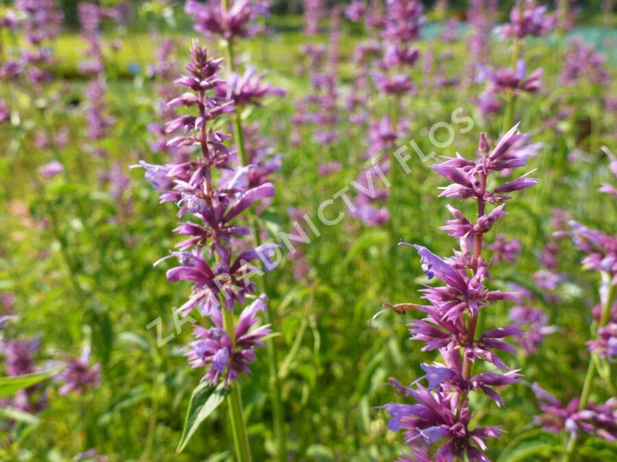 Agastache mexická - Agastache mexicana