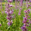 Agastache mexická - Agastache mexicana