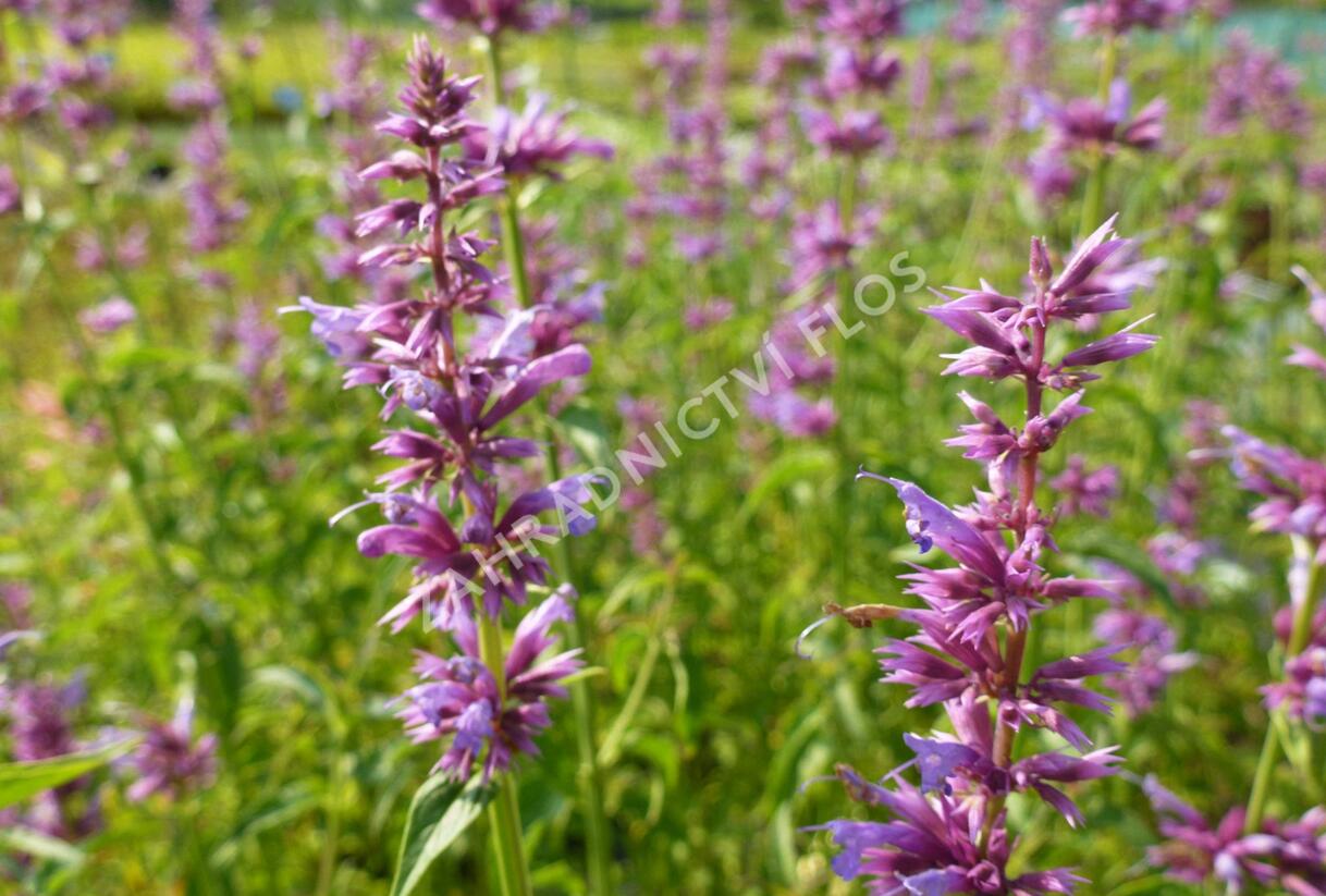 Agastache mexická - Agastache mexicana