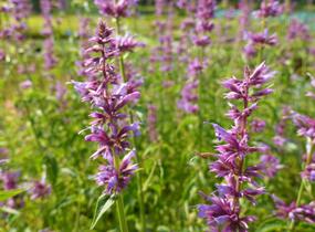 Agastache mexická - Agastache mexicana