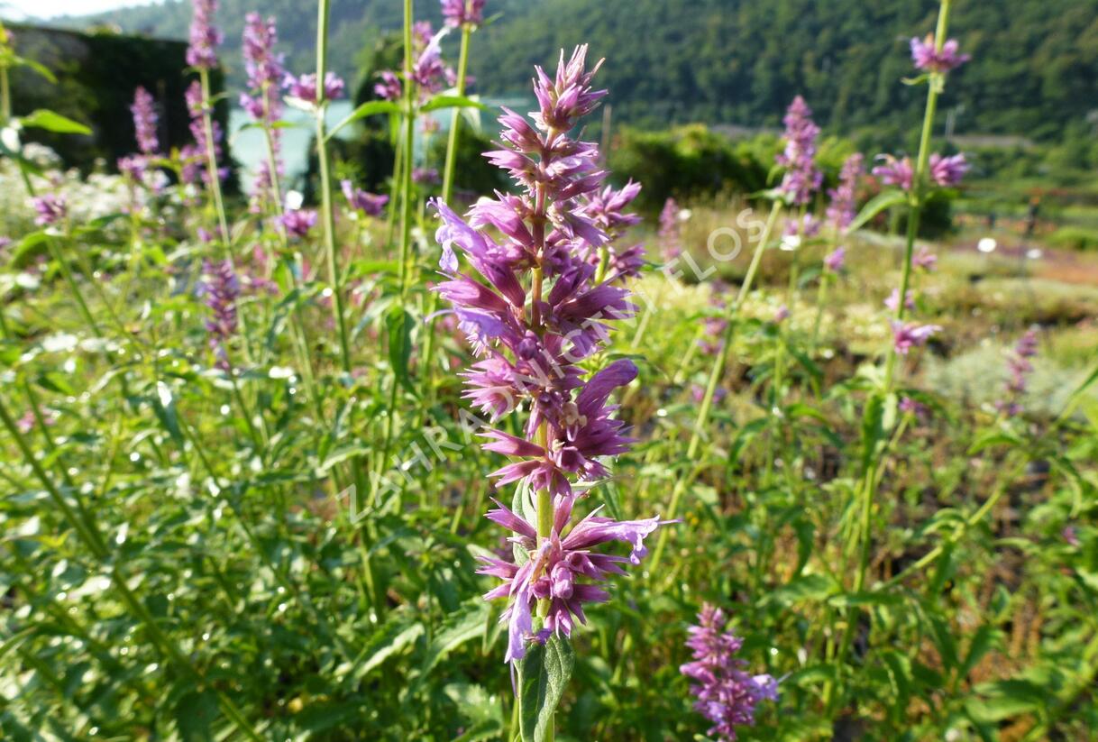 Agastache mexická - Agastache mexicana
