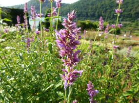 Agastache mexická - Agastache mexicana