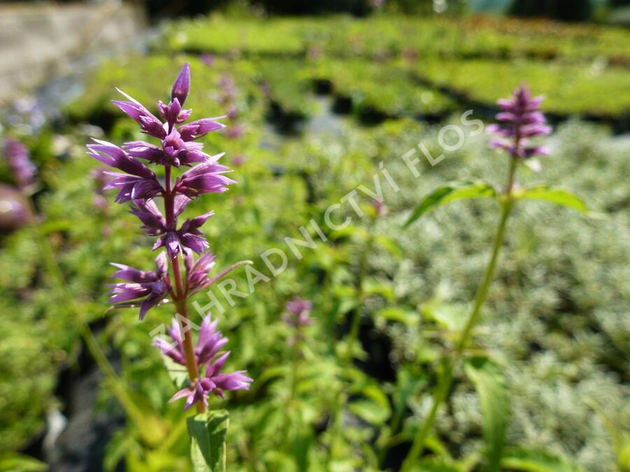 Agastache mexická - Agastache mexicana