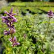 Agastache mexická - Agastache mexicana