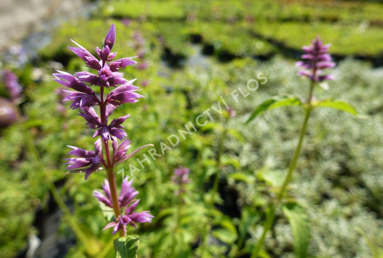 Agastache mexická - Agastache mexicana