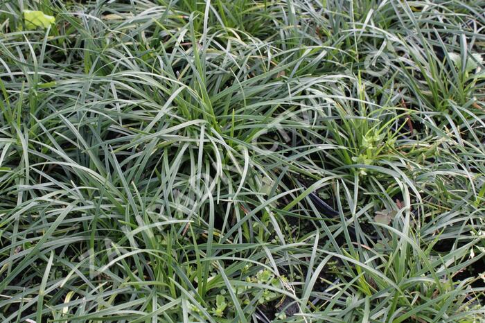 Sedoulek plochostvolý - Ophiopogon planiscapus