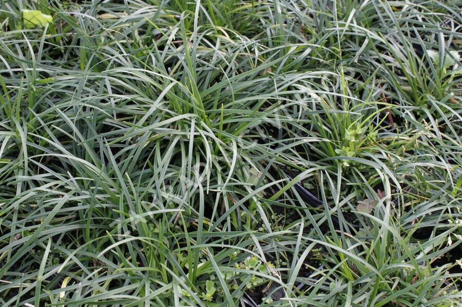 Sedoulek plochostvolý - Ophiopogon planiscapus