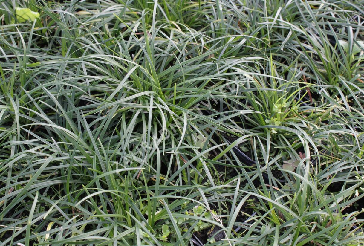 Sedoulek plochostvolý - Ophiopogon planiscapus