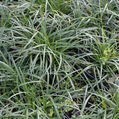 Sedoulek plochostvolý - Ophiopogon planiscapus