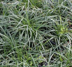 Sedoulek plochostvolý - Ophiopogon planiscapus