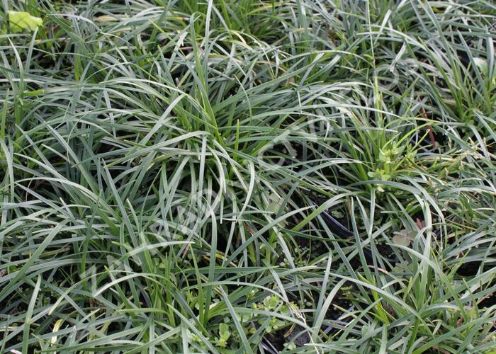 Sedoulek plochostvolý - Ophiopogon planiscapus
