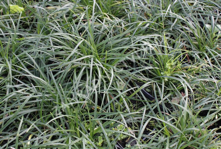 Sedoulek plochostvolý - Ophiopogon planiscapus