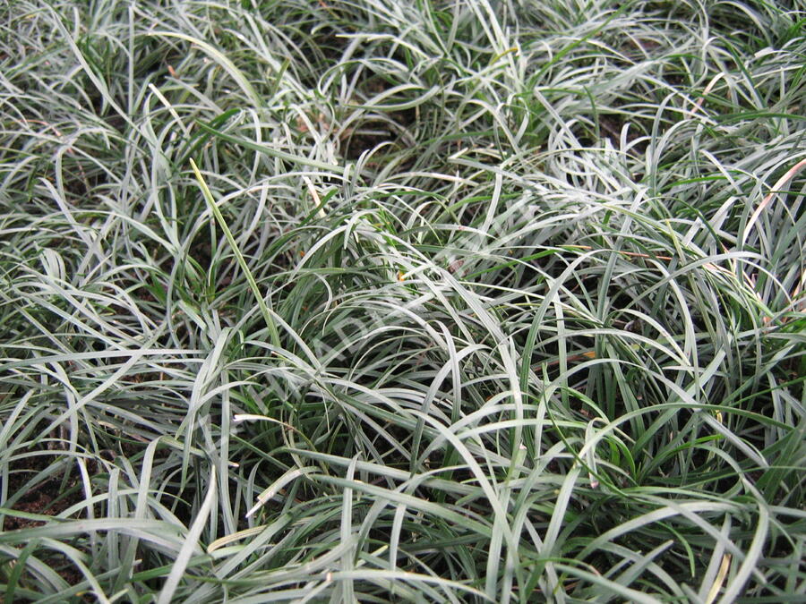 Sedoulek - Ophiopogon chingii