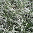 Sedoulek - Ophiopogon chingii