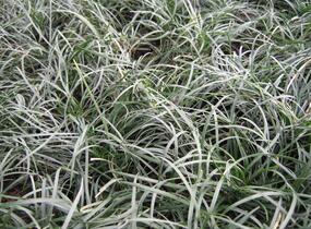 Sedoulek - Ophiopogon chingii