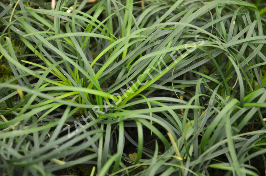 Sedoulek - Ophiopogon chingii