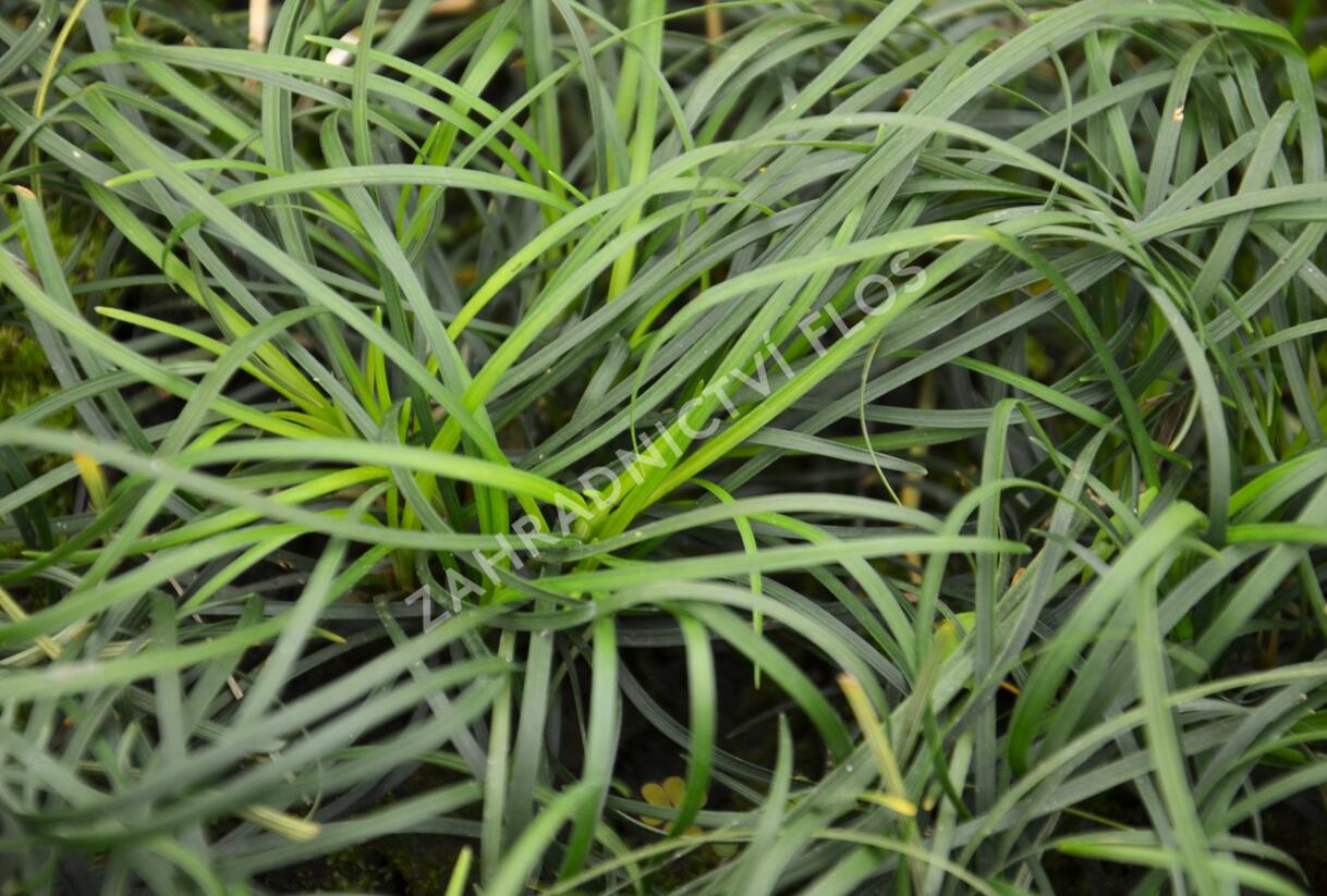 Sedoulek - Ophiopogon chingii
