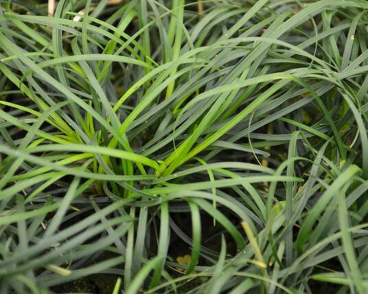 Bika lesní - Luzula sylvatica | Zahradnictví FLOS
