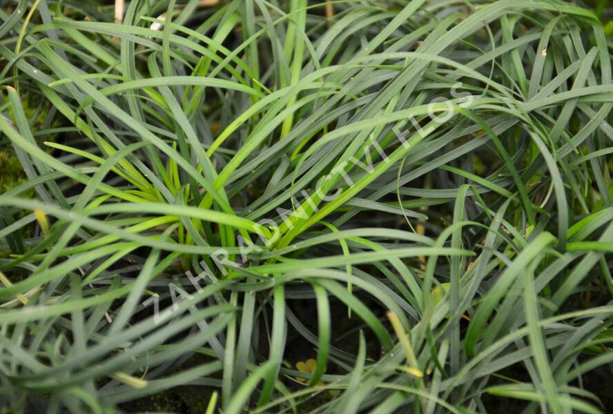 Sedoulek - Ophiopogon chingii