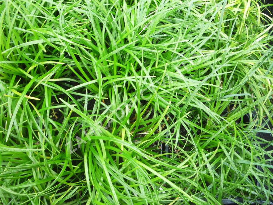 Sedoulek - Ophiopogon chingii