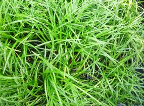 Sedoulek - Ophiopogon chingii