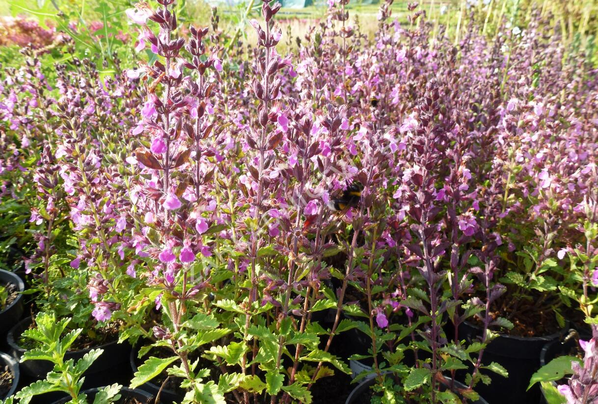 Ožanka kalamandra - Teucrium chamaedrys hortensis