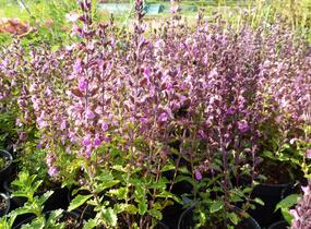 Ožanka kalamandra - Teucrium chamaedrys hortensis