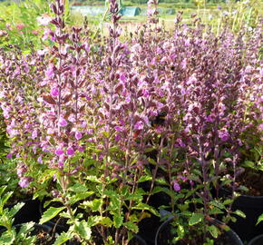 Ožanka kalamandra - Teucrium chamaedrys hortensis