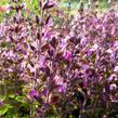 Ožanka kalamandra - Teucrium chamaedrys hortensis