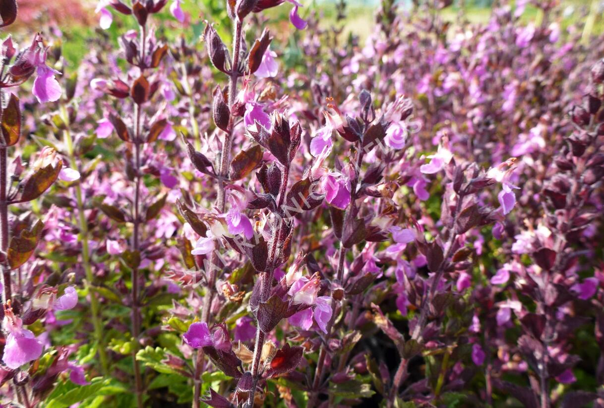 Ožanka kalamandra - Teucrium chamaedrys hortensis