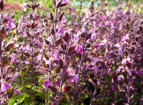 Ožanka kalamandra - Teucrium chamaedrys hortensis