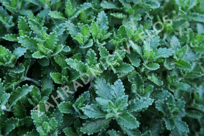 Ožanka kalamandra - Teucrium chamaedrys hortensis