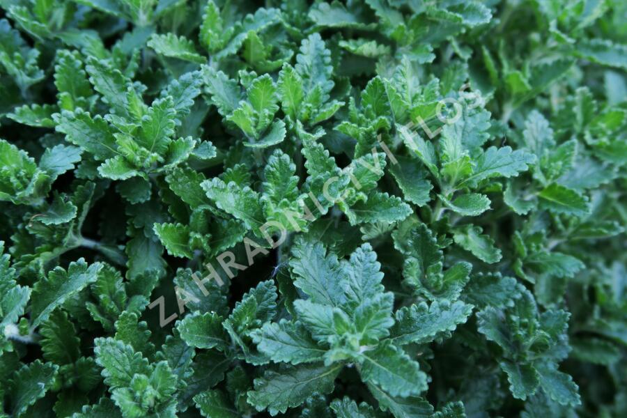Ožanka kalamandra - Teucrium chamaedrys hortensis