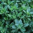 Ožanka kalamandra - Teucrium chamaedrys hortensis
