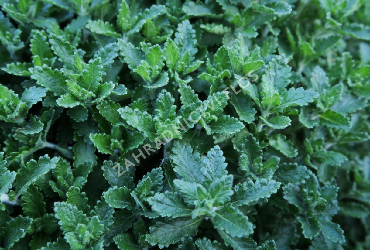 Ožanka kalamandra - Teucrium chamaedrys hortensis