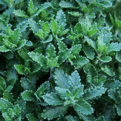 Ožanka kalamandra - Teucrium chamaedrys hortensis